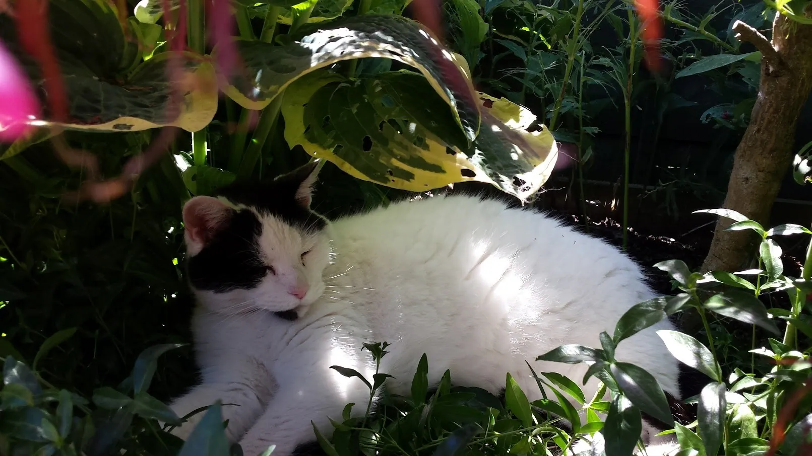 F18 awaiting marshalls rabies result 18 jun (2)